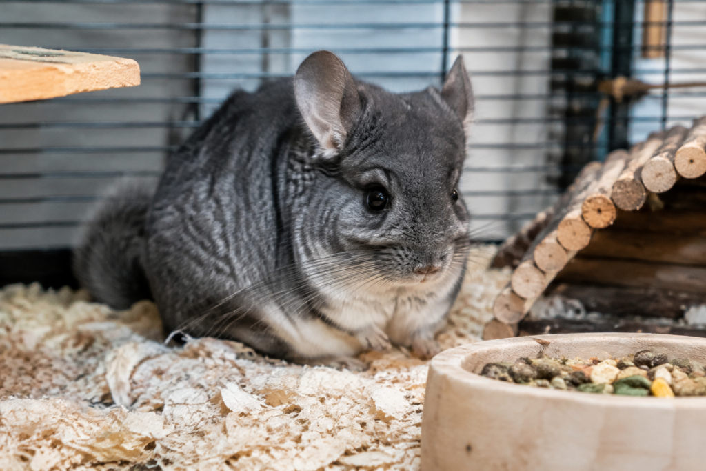 Best Substrate for Chinchilla Comfort and Hygiene Simple Guide