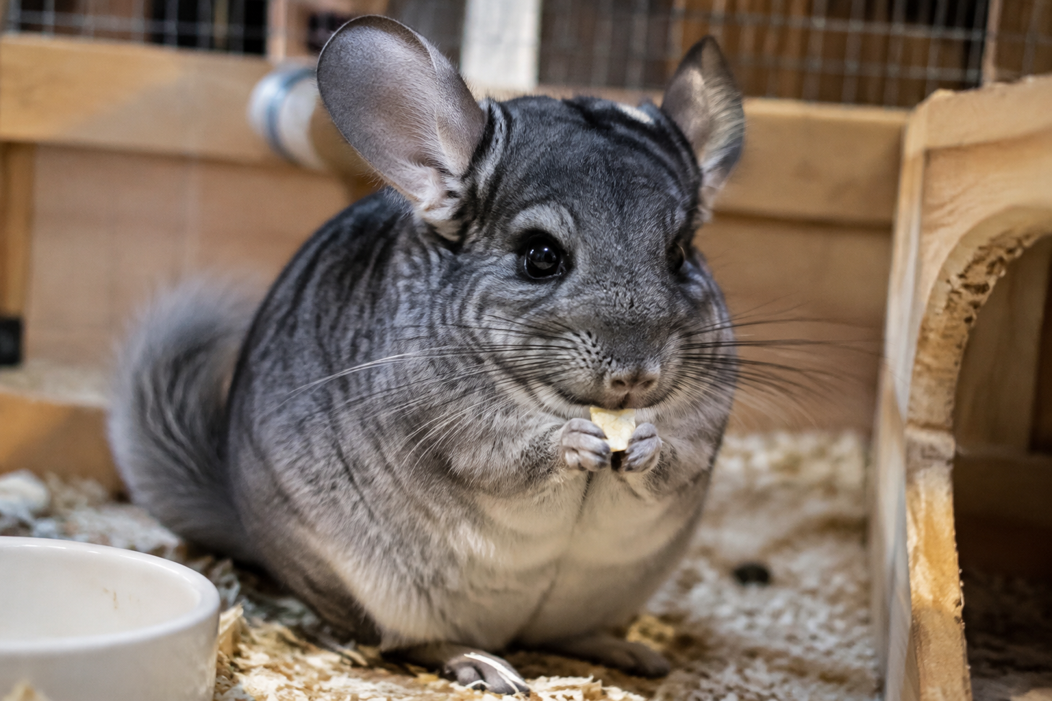 Chinchilla monthly cost and care guide